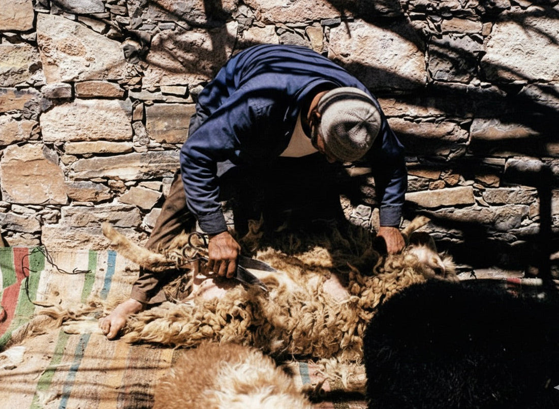 Moroccan Wool Rugs: How We Source Atlas Mountain Wool 