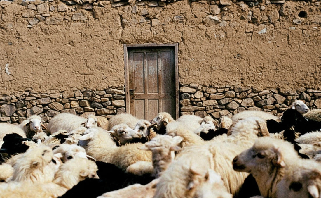 Wool vs Synthetic Rugs