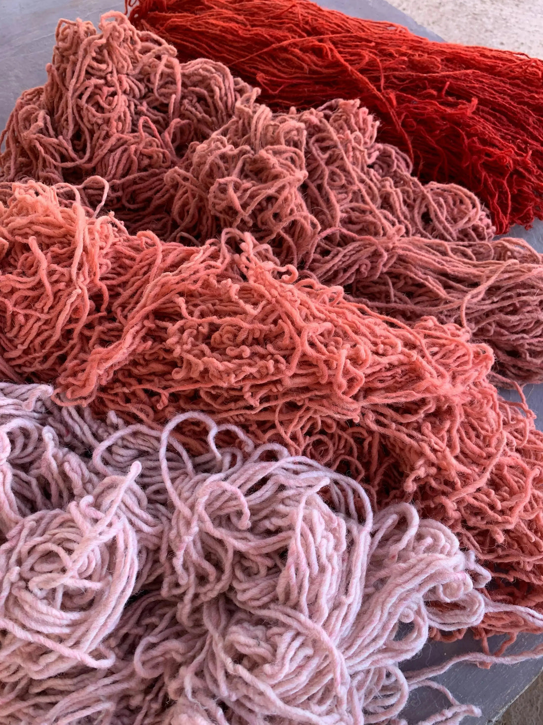How TazRugs Artisans Naturally Dye Wool Red Using Madder Root Plant TazRugs